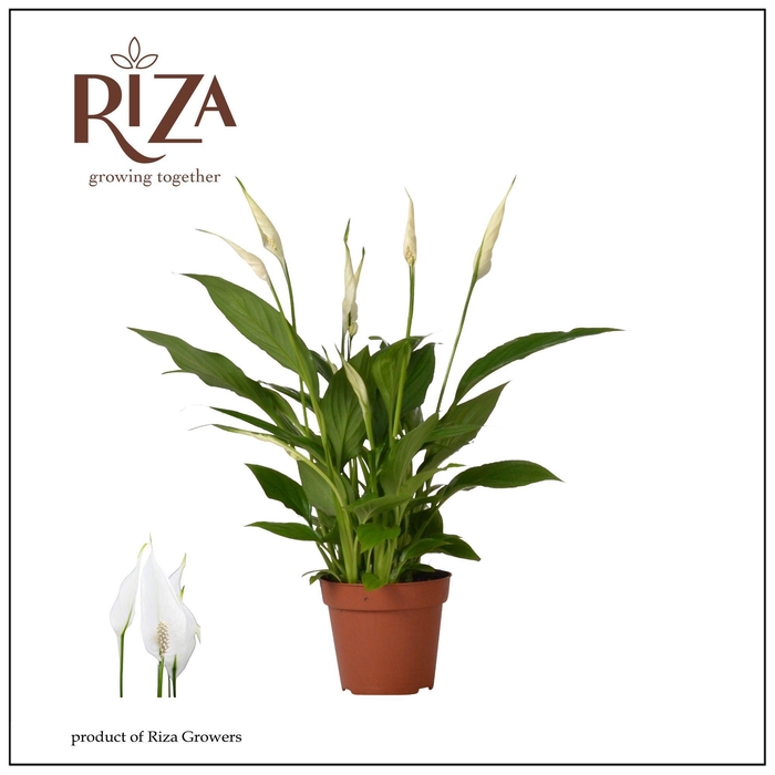 <h4>Spathiphyllum 12 cm Torelli zonder hoes</h4>