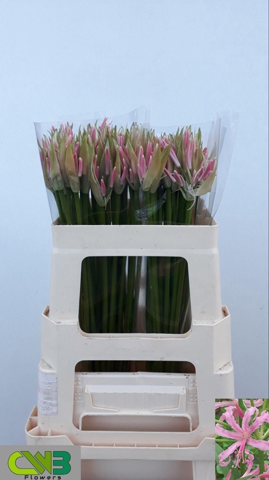 <h4>Ne Bo Stefanie</h4>