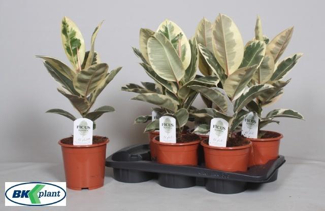 <h4>FIC EL TINEKE</h4>