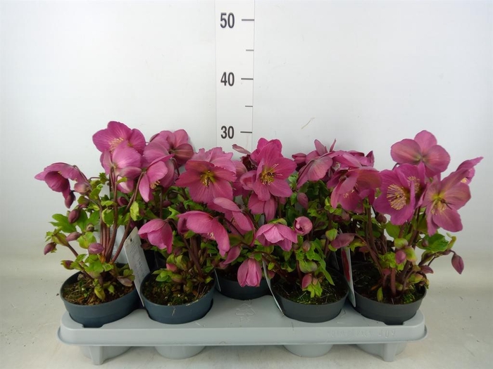 <h4>Helleborus ori.</h4>