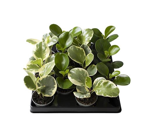Peperomia Mix 6Ø 16cm