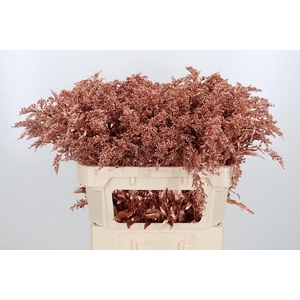 Solidago Kl Bh Koper