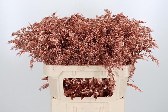 <h4>Solidago Kl Bh Koper</h4>