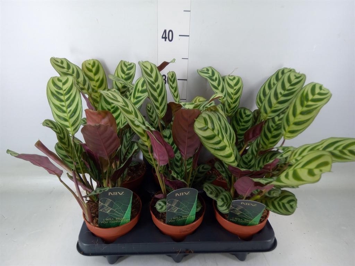 <h4>Ctenanthe burle-marxii</h4>