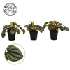 Peperomia Overig mini Picollo Banda - Bambino