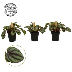 Peperomia Overig mini Picollo Banda - Bambino