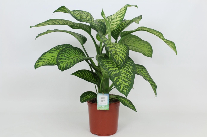 <h4>Purify Dieffenbachia Tropic Jewel 24 cm</h4>