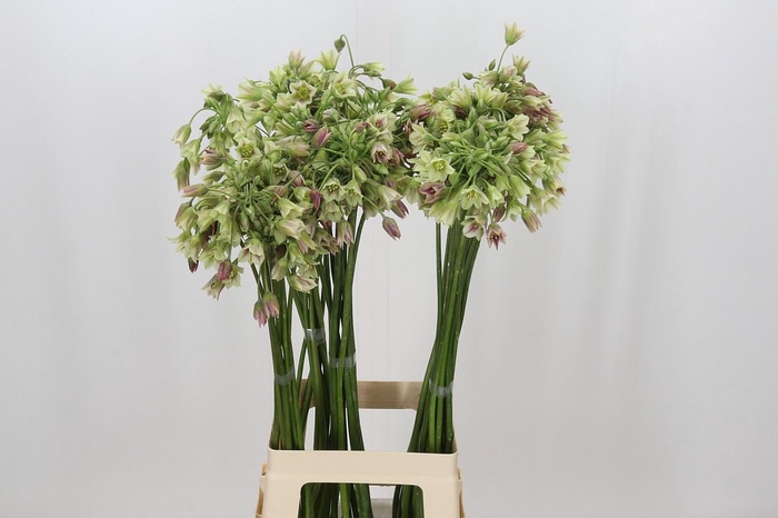 <h4>Allium Nectaroscordum Siculum</h4>