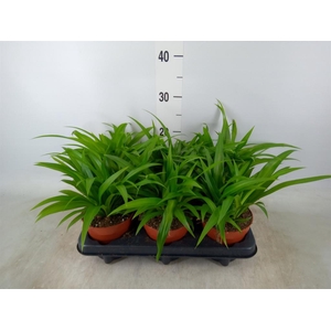 Chlorophytum com. 'Lemon'