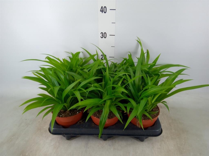 <h4>Chlorophytum com. 'Lemon'</h4>