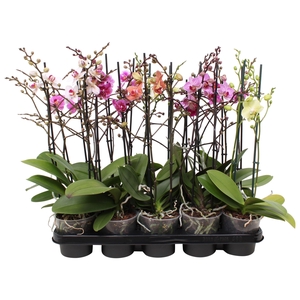 Phal. Multiflora 2-tak 30+ bloem vertakt 5 kleuren