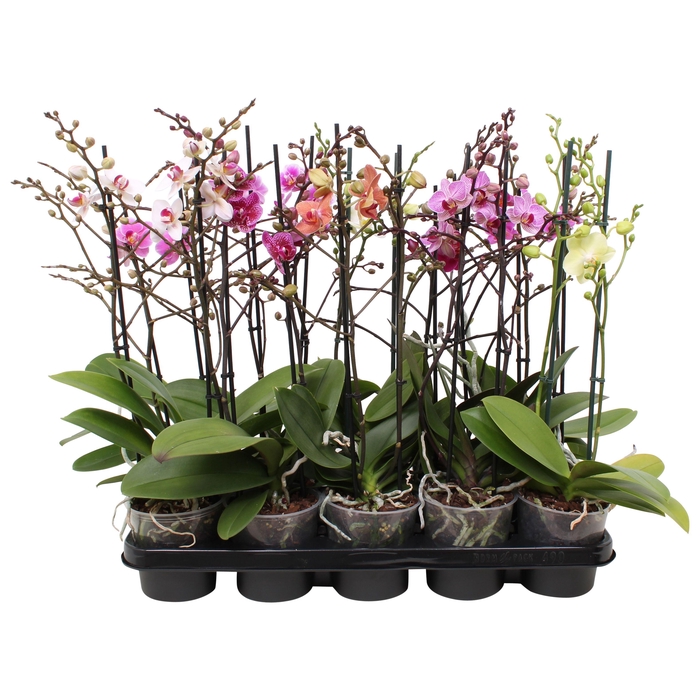 <h4>Phal. Multiflora 2-tak 30+ bloem vertakt 5 kleuren</h4>