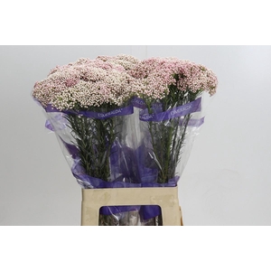 Ozothamnus Cooks Tall Pink