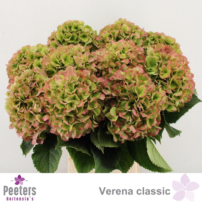 <h4>HYDR M CH VERENA CL</h4>