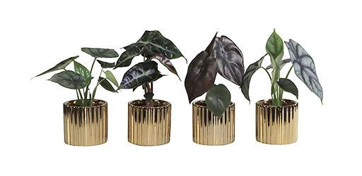 <h4>ALOCASIA MIX P6 L 66258</h4>