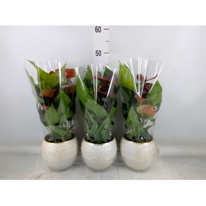Anthurium andr. 'Essencia'