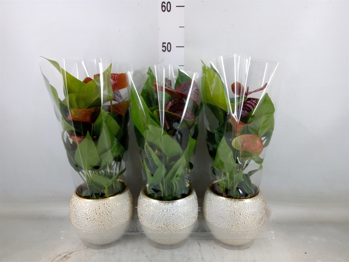 <h4>Anthurium andr. 'Essencia'</h4>