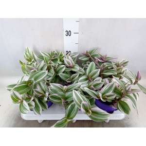Tradescantia   ...
