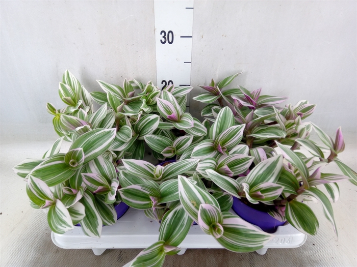 <h4>Tradescantia   ...</h4>