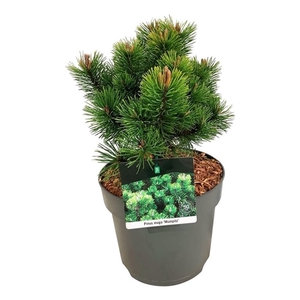 Pinus mugo 'Mumpitz'