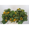 Helianthus Orange Fire