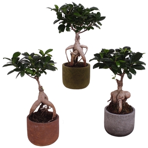 Ficus m. Ginseng Ball Shape Ø09cm in Ø11cm Ceramic NT467