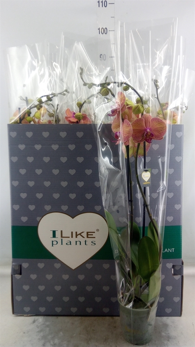 <h4>Phalaenopsis  'Golden Leopard'</h4>