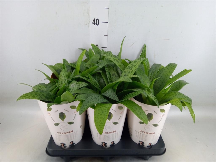 <h4>Drimiopsis maculata</h4>