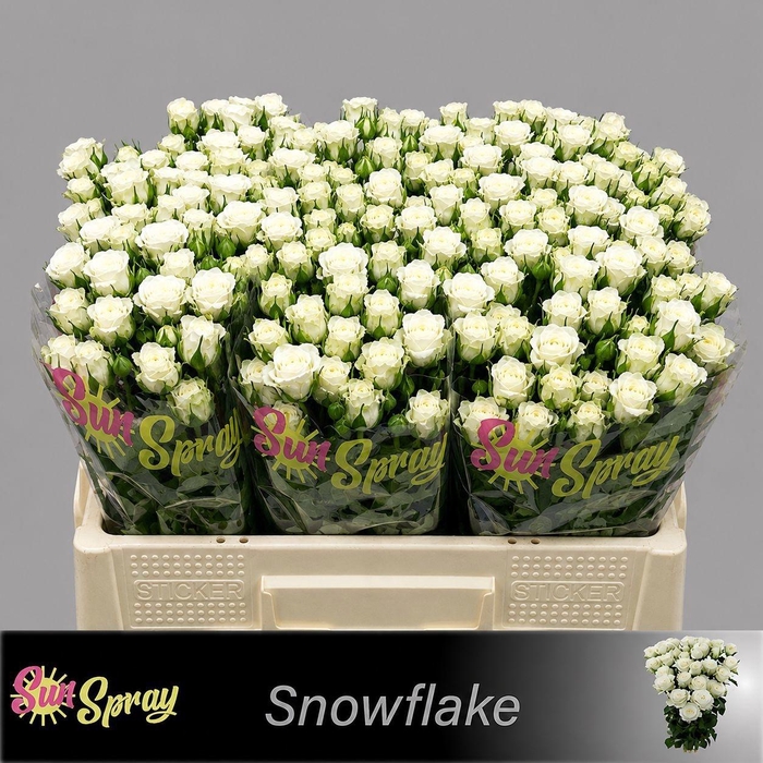 <h4>R TR SNOWFLAKE</h4>
