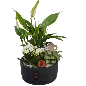 PTIB5128 Arrangementen kamerplanten