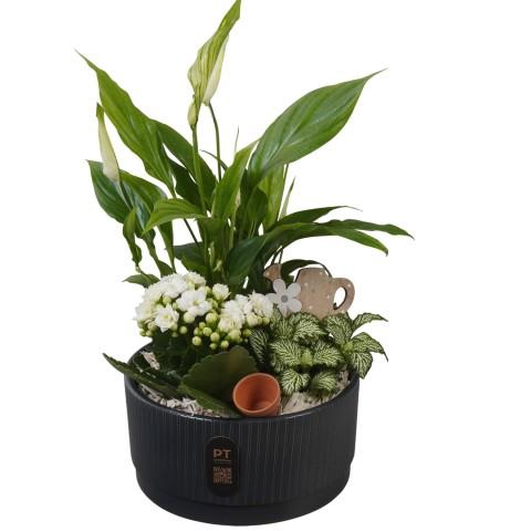 <h4>PTIB5128 Arrangementen kamerplanten</h4>