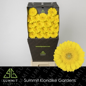 Germini Moreno Diamond per kaart