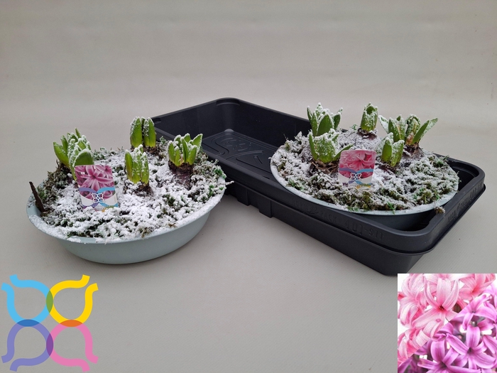 <h4>ARR HYACINTH</h4>