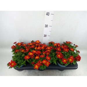 Bidens  'Eldoro Red'
