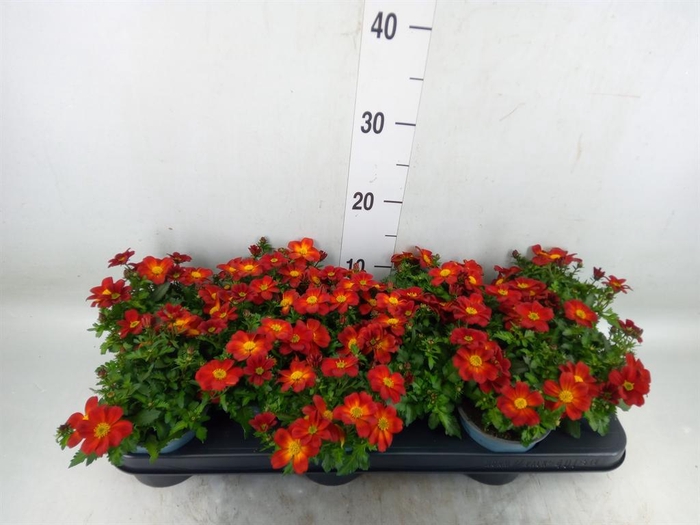 <h4>Bidens  'Eldoro Red'</h4>