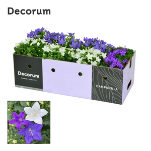 Campanula Mix 1 Decorum Decobox