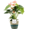 Anthurium Spirit in PURE Valerie basket
