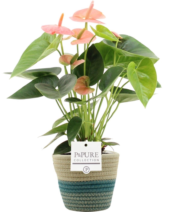 Anthurium Spirit in PURE Valerie basket