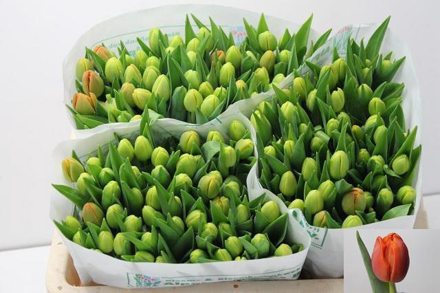 <h4>TU DU ICOON</h4>