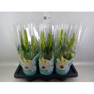Ornithogalum thyrs.