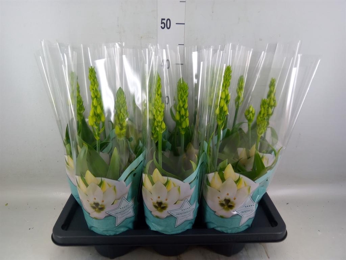 <h4>Ornithogalum thyrs.</h4>