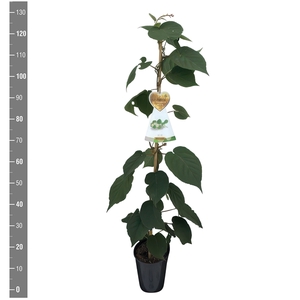 Actinidia deliciosa 'Matua' (kiwi aanstok C4 mannelijk)