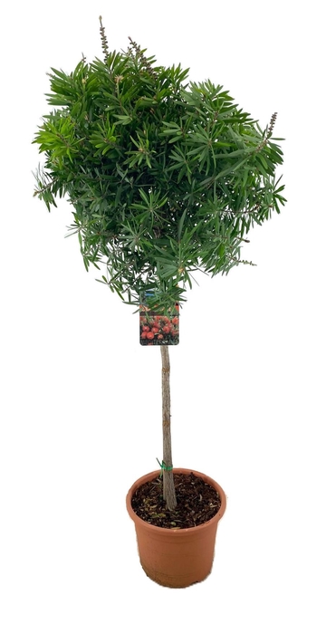 <h4>Callistemon masotti</h4>