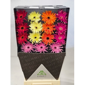 Gerbera Pastini Mix Pastini Lang Gelijk 56cm Diamond per kaart