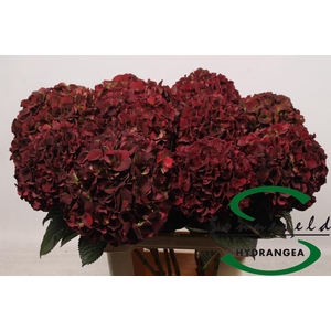 HYDR M MAG D RUBY CL