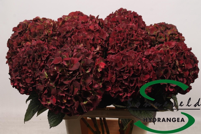 <h4>HYDR M MAG D RUBY CL</h4>