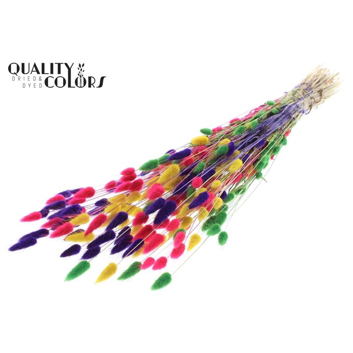 <h4>Lagurus per bunch Colourful 2</h4>