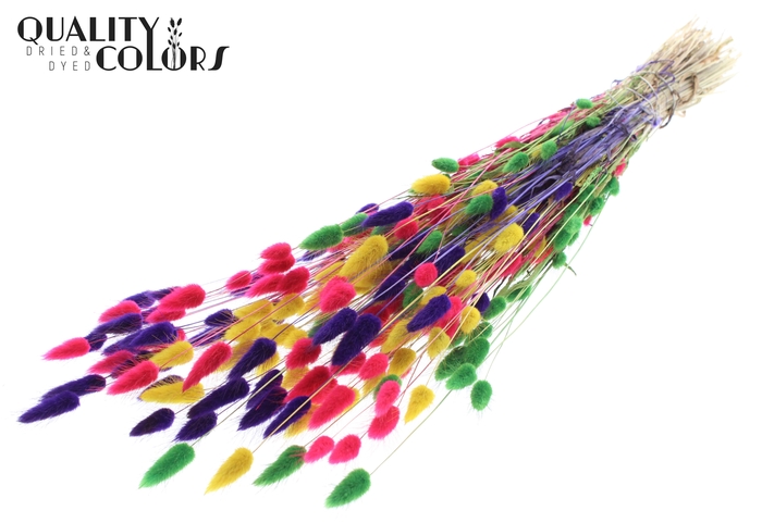 Lagurus per bunch Colourful 2