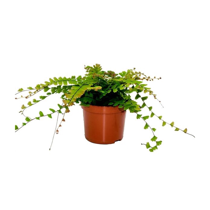 <h4>Adiantum Caudatum (Walking Maidenhair)</h4>
