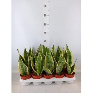 Sansevieria trifa. 'Futura Superba'